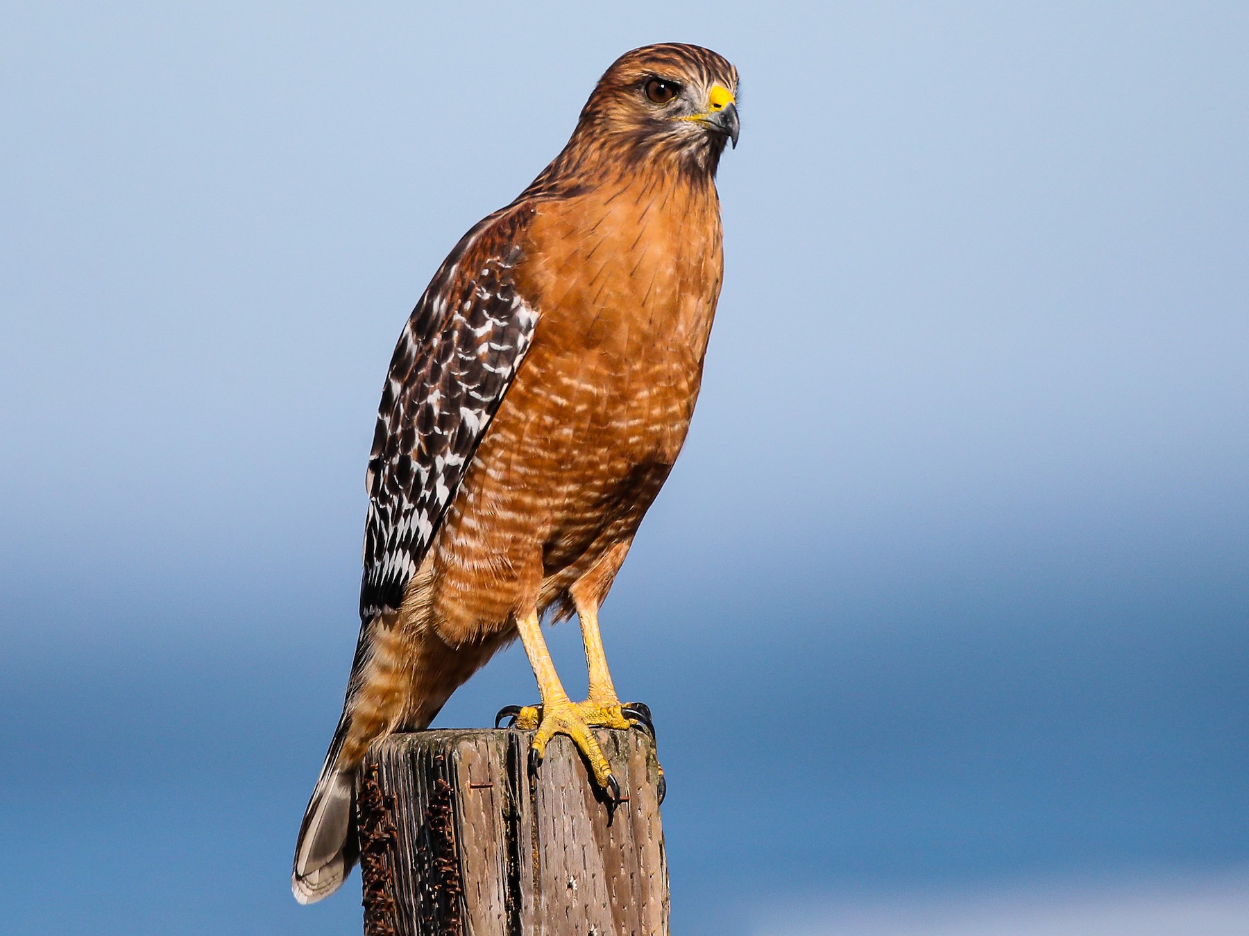 Red-shouldered Hawk - Blake Matheson