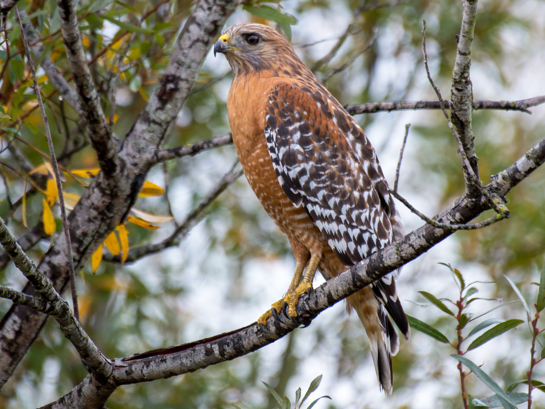 Juvenile Red Shouldered Hawk