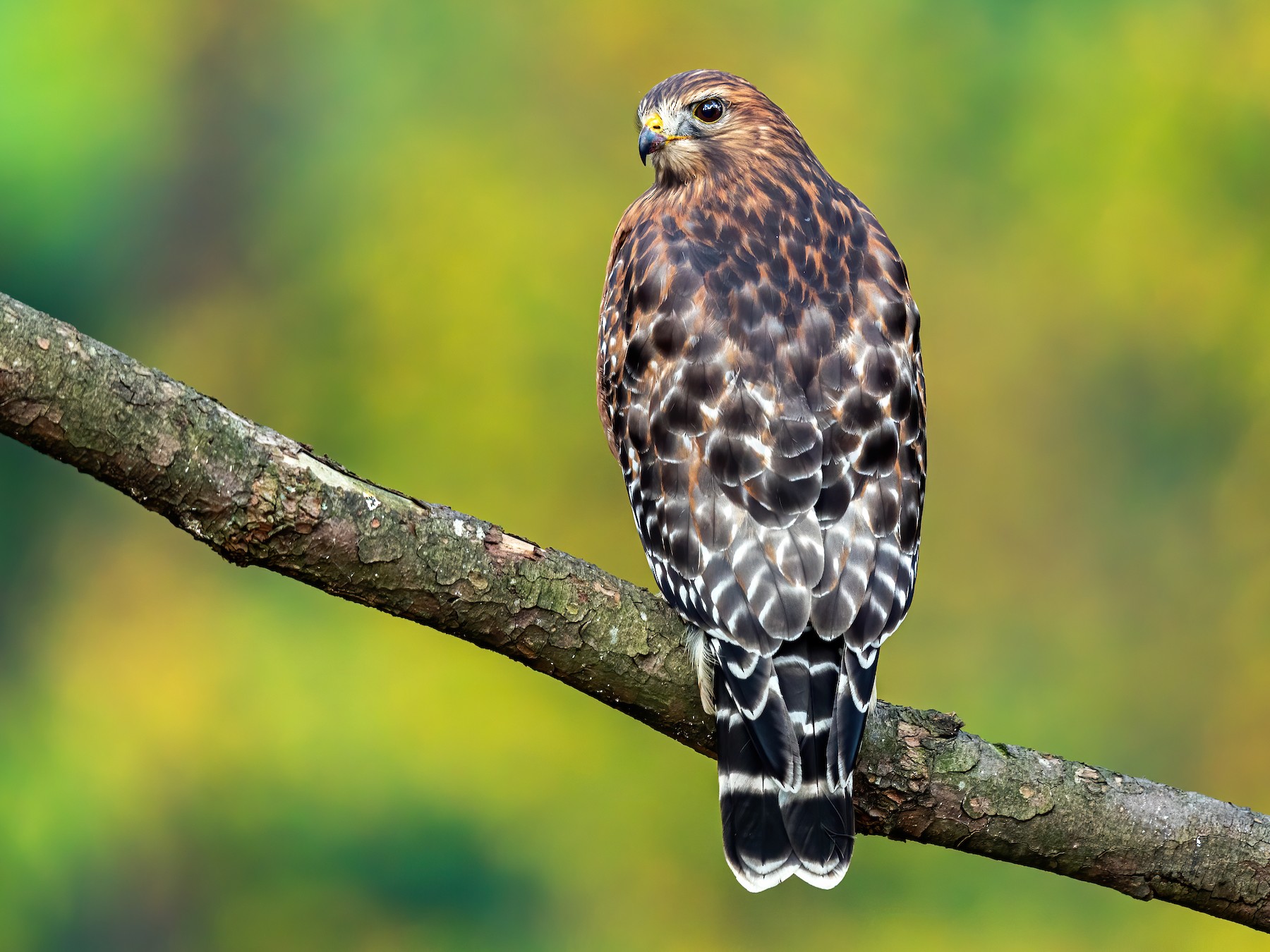 Red-shouldered Hawk - Brad Imhoff