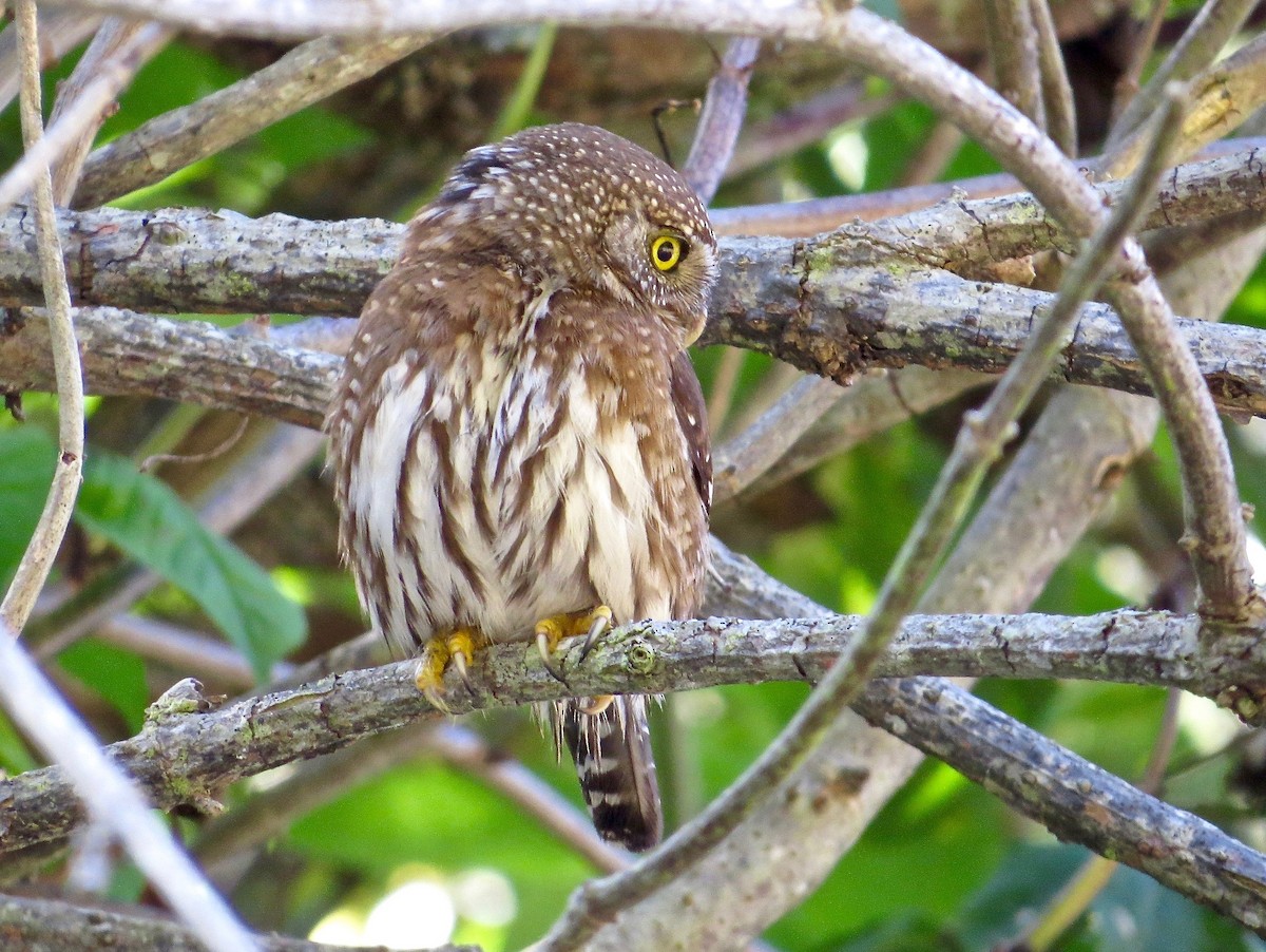 Northern Pygmy-Owl - ML30611281