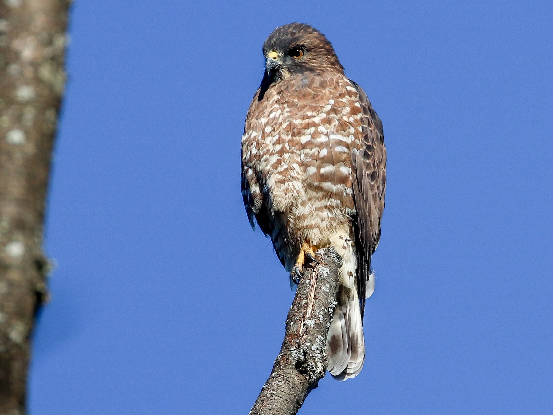 broad winged hawk diet