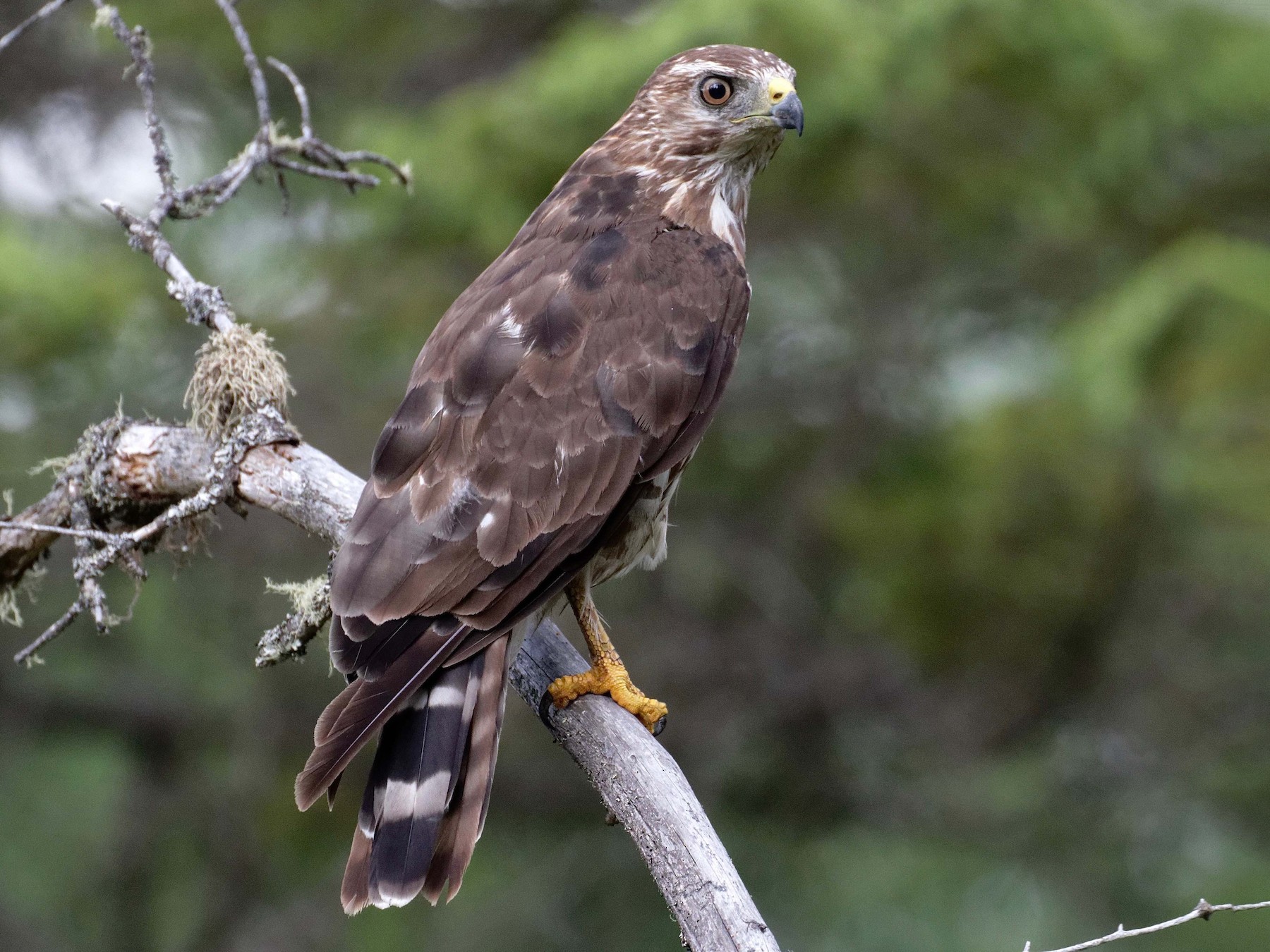 female broad winged hawk