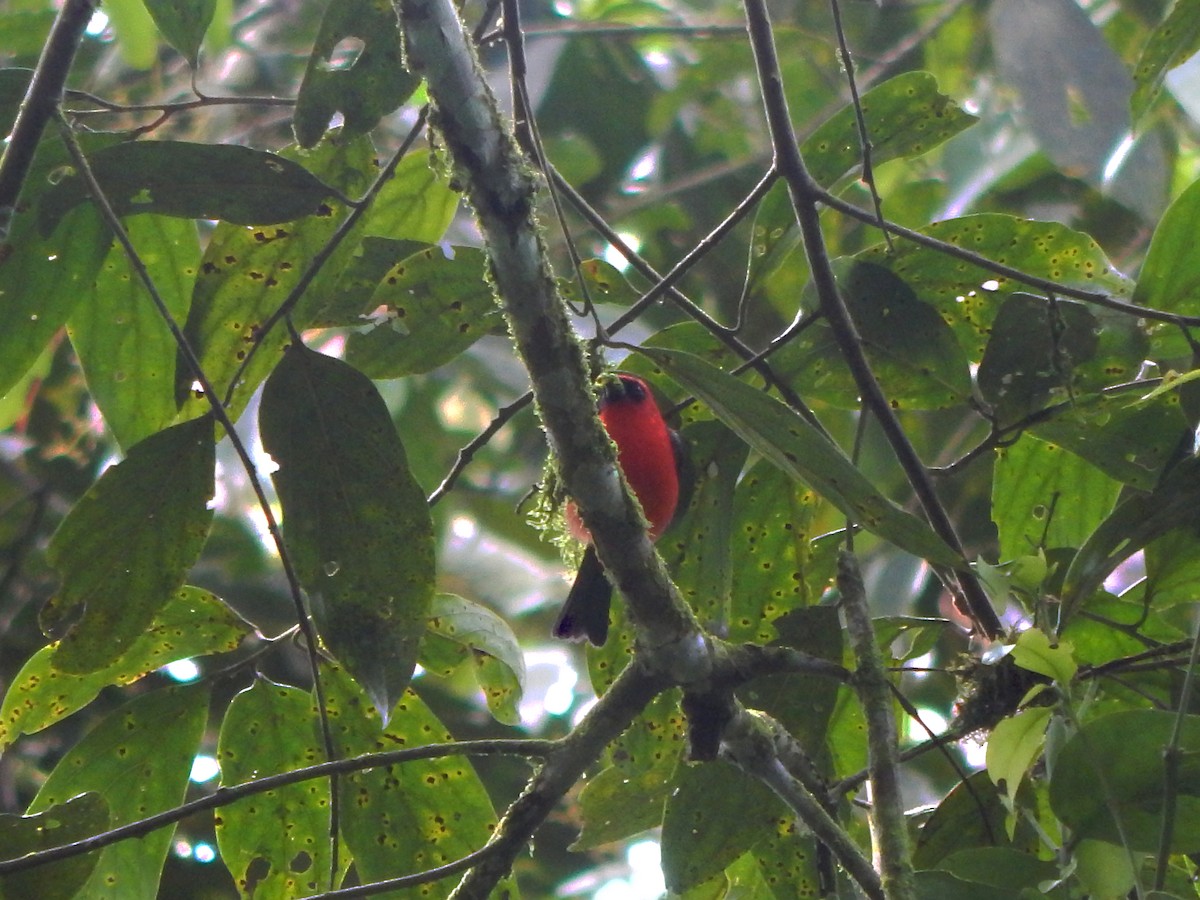 White-winged Tanager - ML306114421