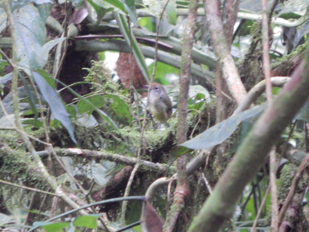 Olivgrau-Ameisenvogel - ML306115681