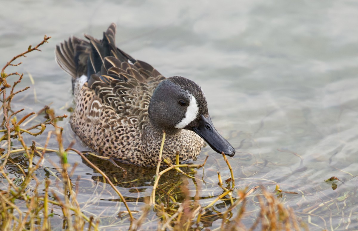 Blue-winged Teal - Will Sweet