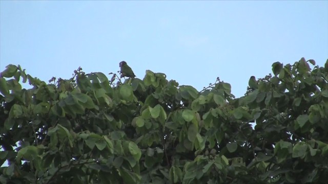 Gray-breasted Parakeet - ML306116931