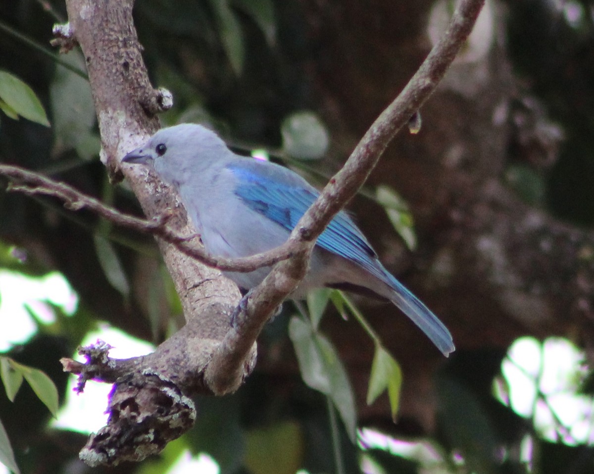 Blue-gray Tanager - ML306122761
