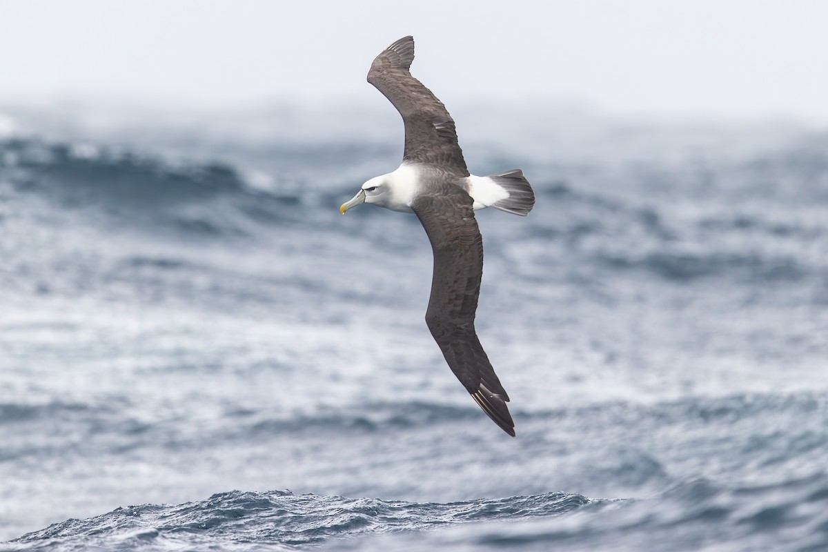 White-capped Albatross - ML306124331