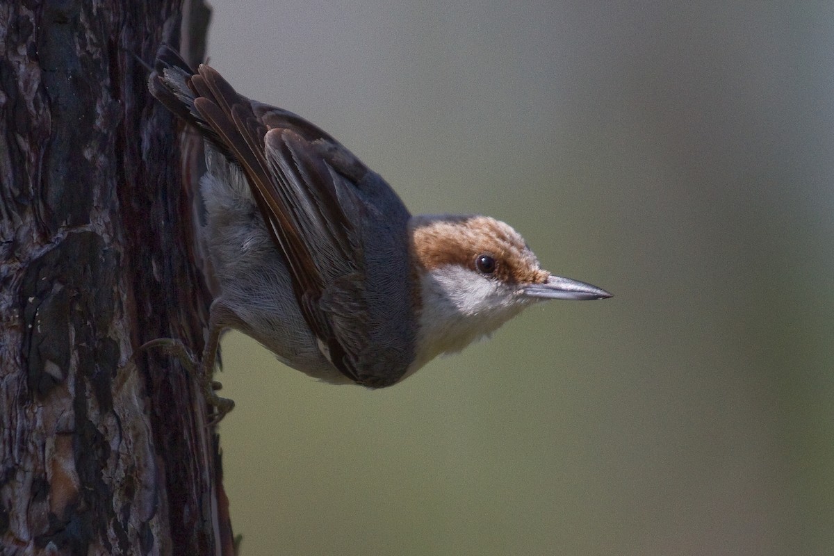 Brown-headed Nuthatch - ML306126631