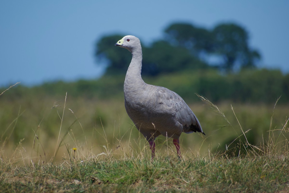 Cape Barren Goose - Lance Rathbone