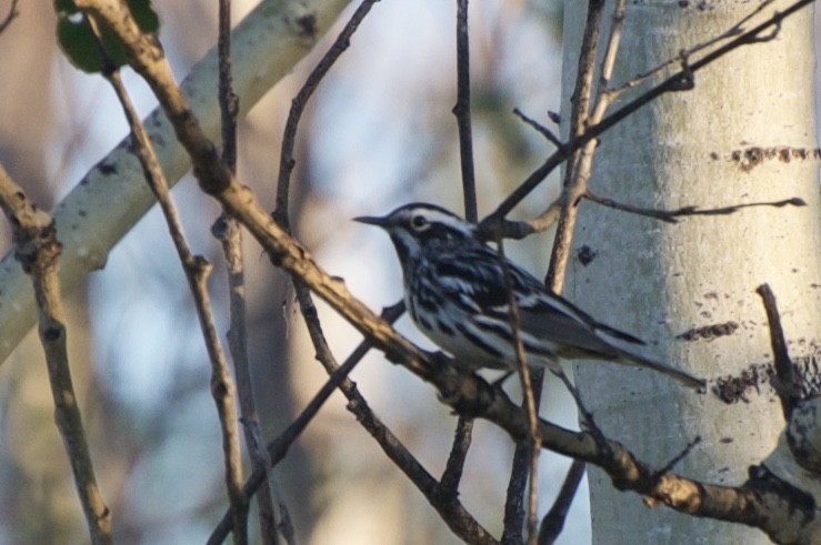 Black-and-white Warbler - ML30613261