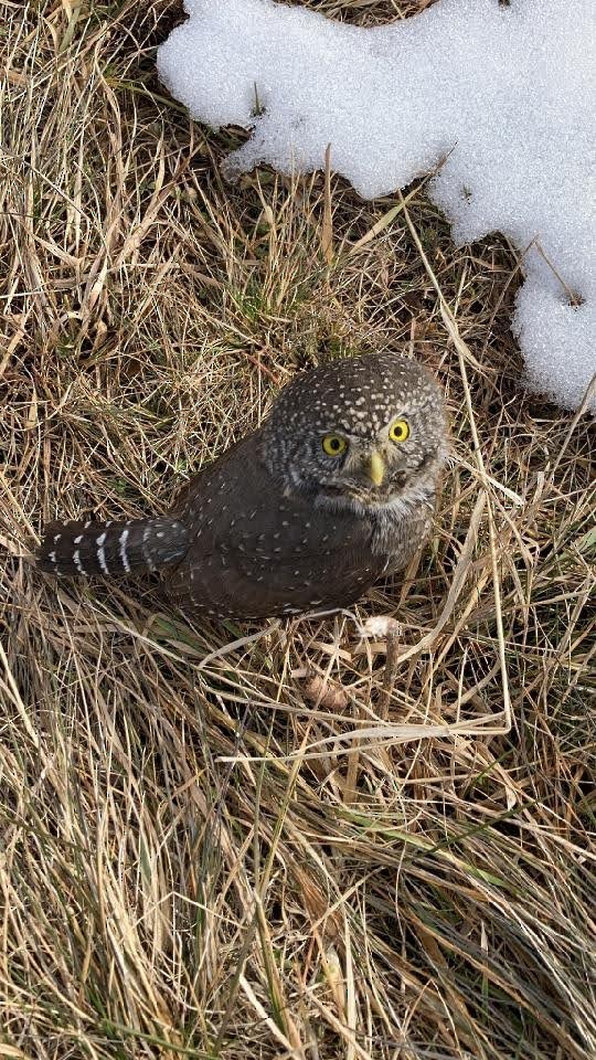 Northern Pygmy-Owl - ML306134101
