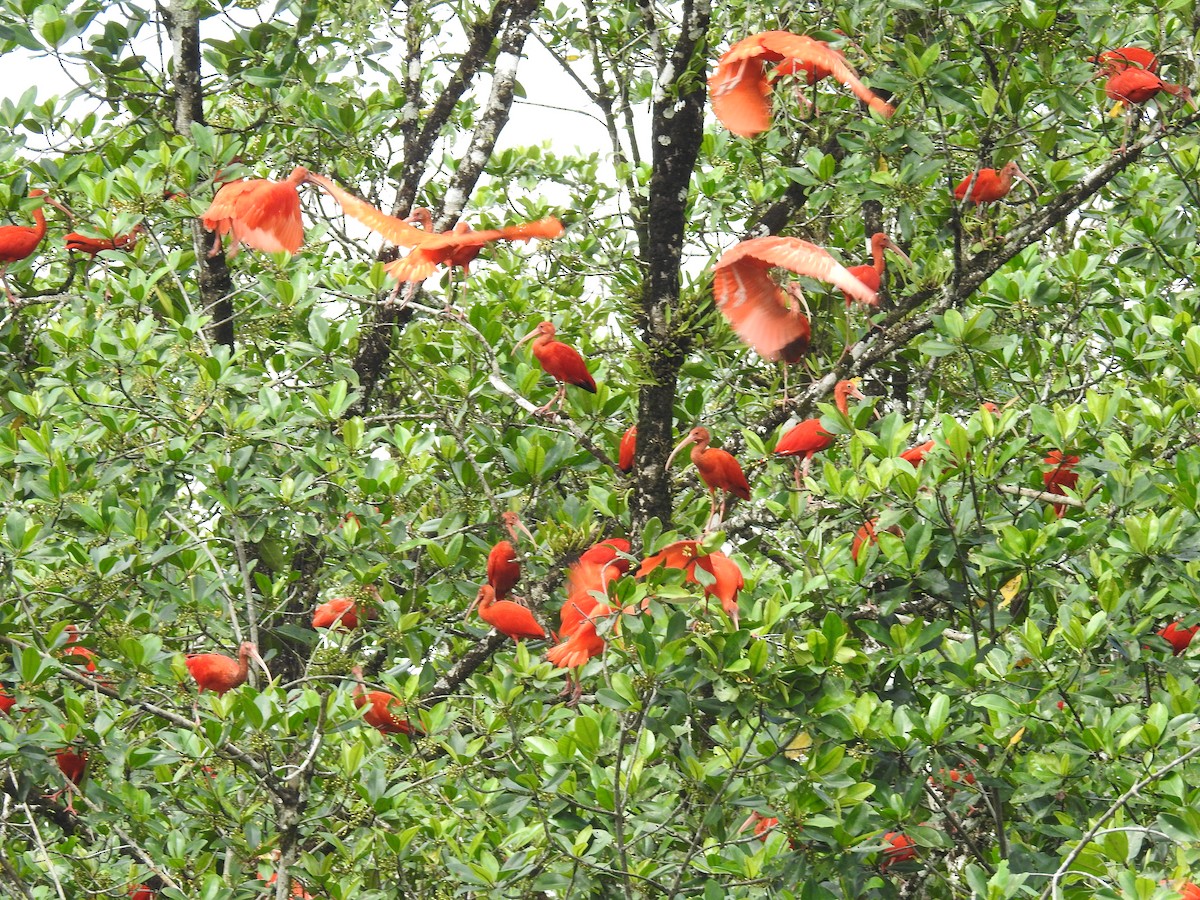 Scarlet Ibis - Rupununi Wildlife Research Unit