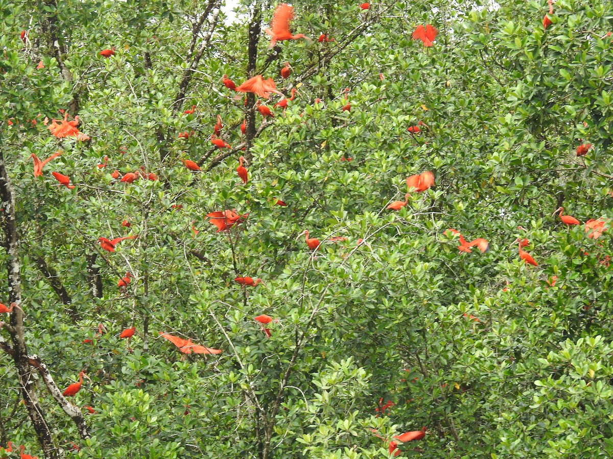 Scarlet Ibis - Rupununi Wildlife Research Unit