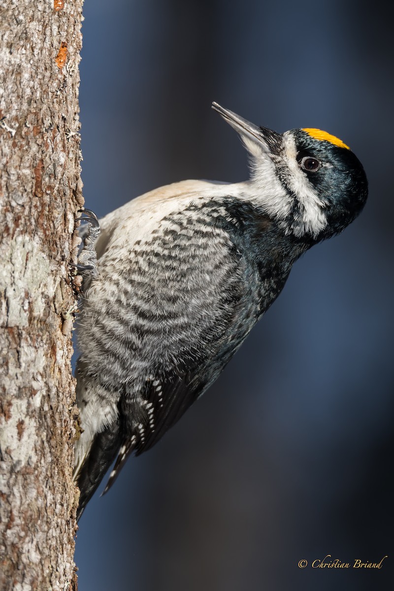 Black-backed Woodpecker - ML306141081