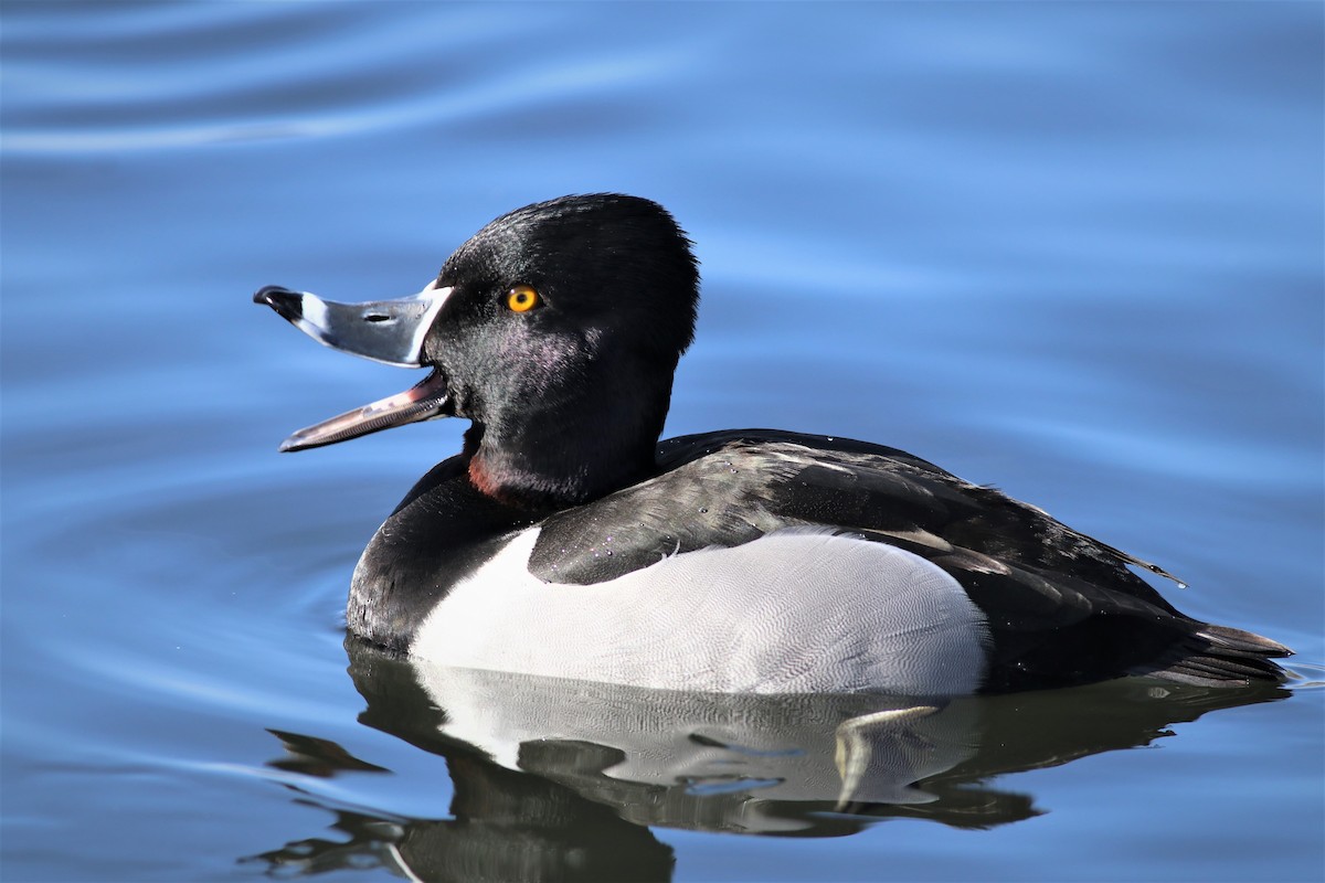 Ring-necked Duck - ML306142381