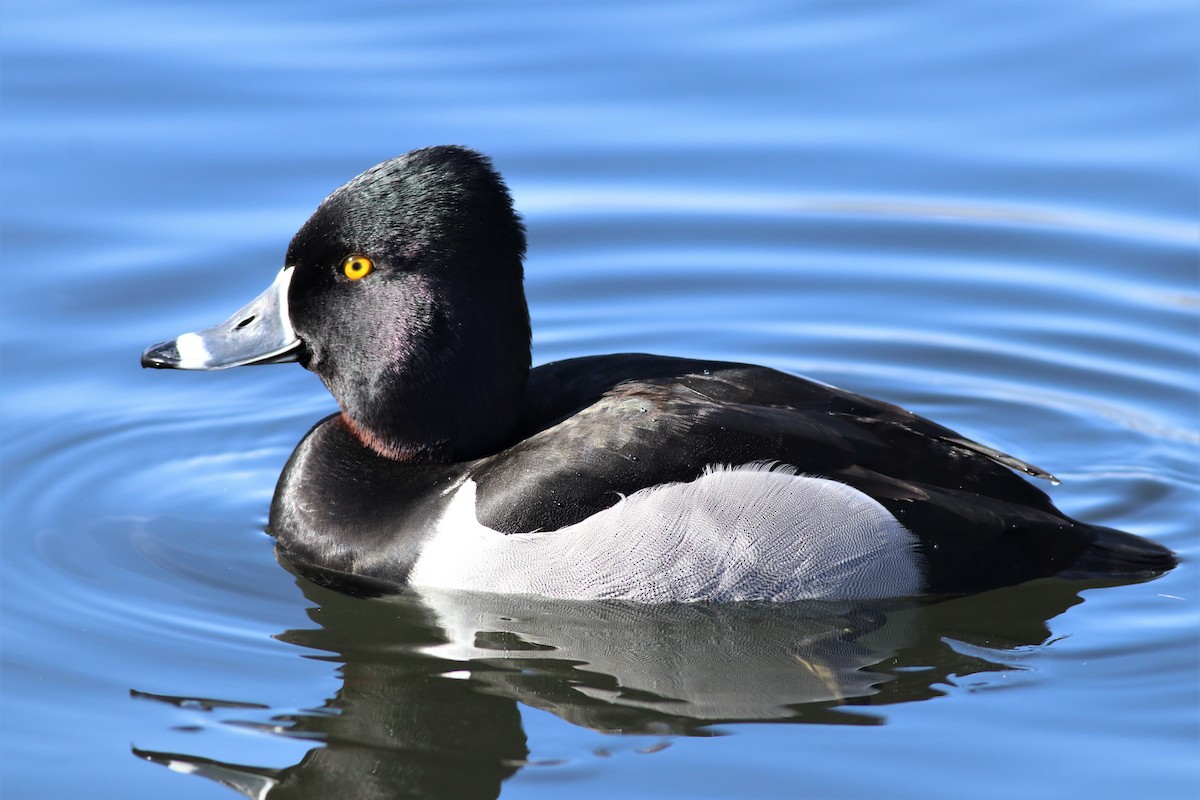 Ring-necked Duck - ML306142541