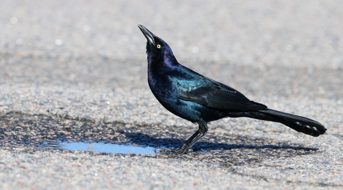 Boat-tailed Grackle - ML306143411