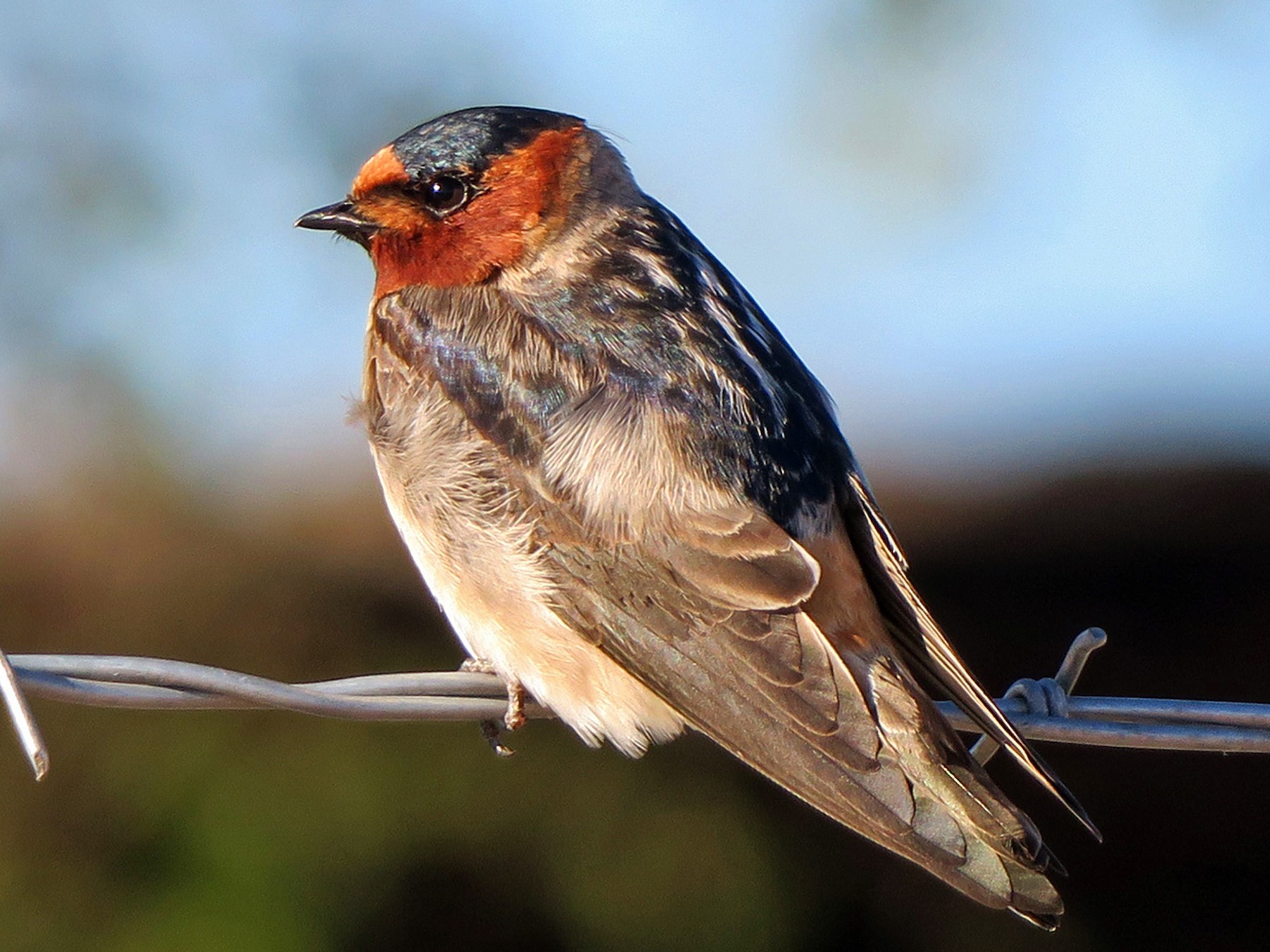 Cliff Swallow - Seth Ausubel