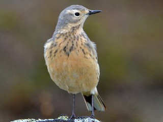 นกเต็มวัยในฤดูผสมพันธุ์ (rubescens group) - Michael J Good - ML306148491