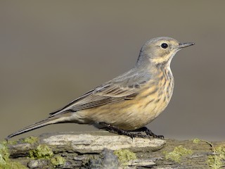 นกเต็มวัยในฤดูผสมพันธุ์ (rubescens group) - Paul Maury - ML306148721