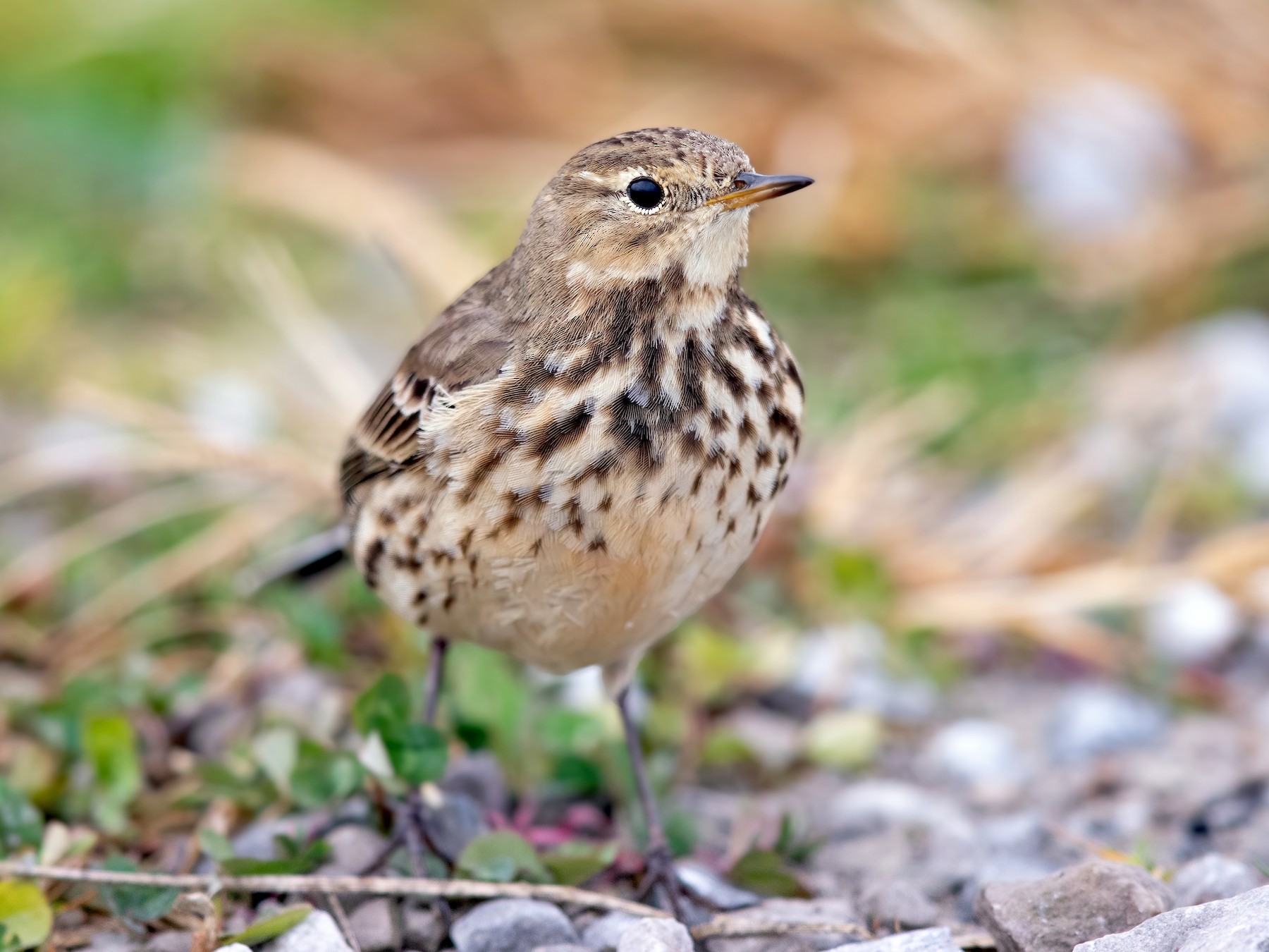 American Pipit - Brad Imhoff