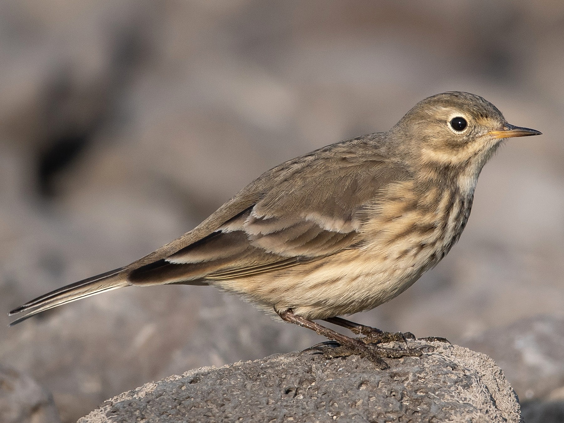 American Pipit - Mason Maron