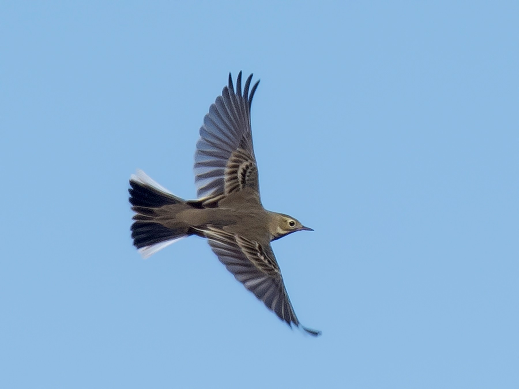 American Pipit