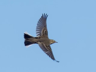 nicht brütender Adultvogel / immatur (rubescens group) - Tom Crabtree - ML306149491