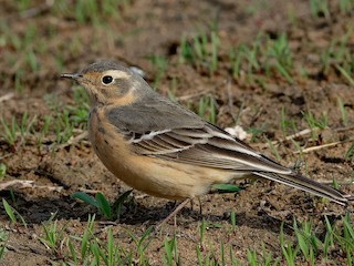  - American Pipit (japonicus)