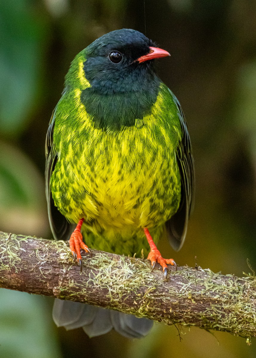 Green-and-black Fruiteater - ML306152581