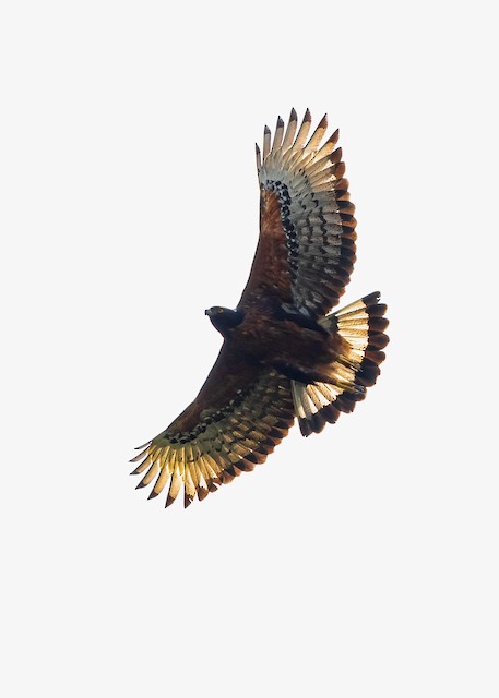 Adult in flight. - Black-and-chestnut Eagle - 