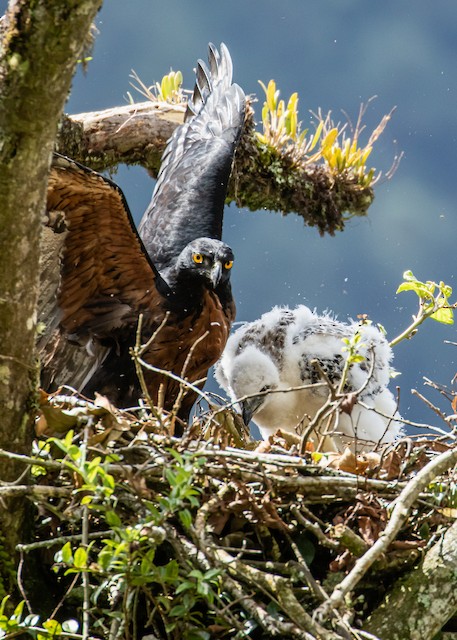 Adult with young at nest in Antioquia, Colombia. - Black-and-chestnut Eagle - 