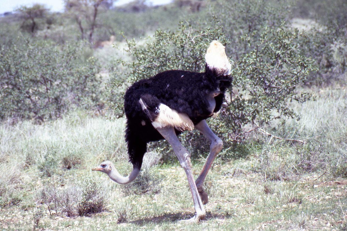 Somali Ostrich - ML306155111