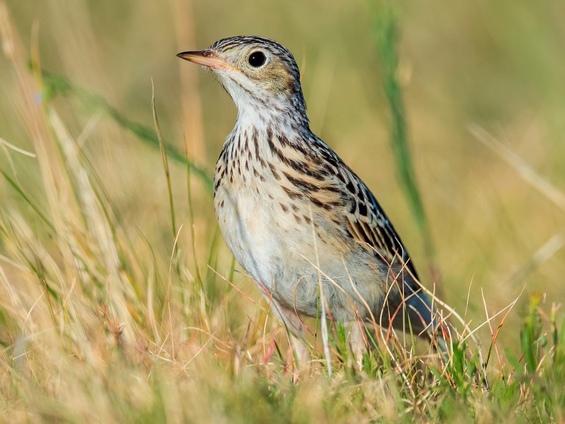 Sprague's Pipit - Shailesh Pinto