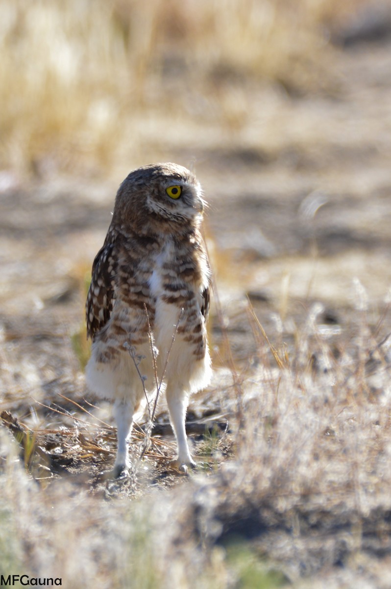 Burrowing Owl - ML306159301