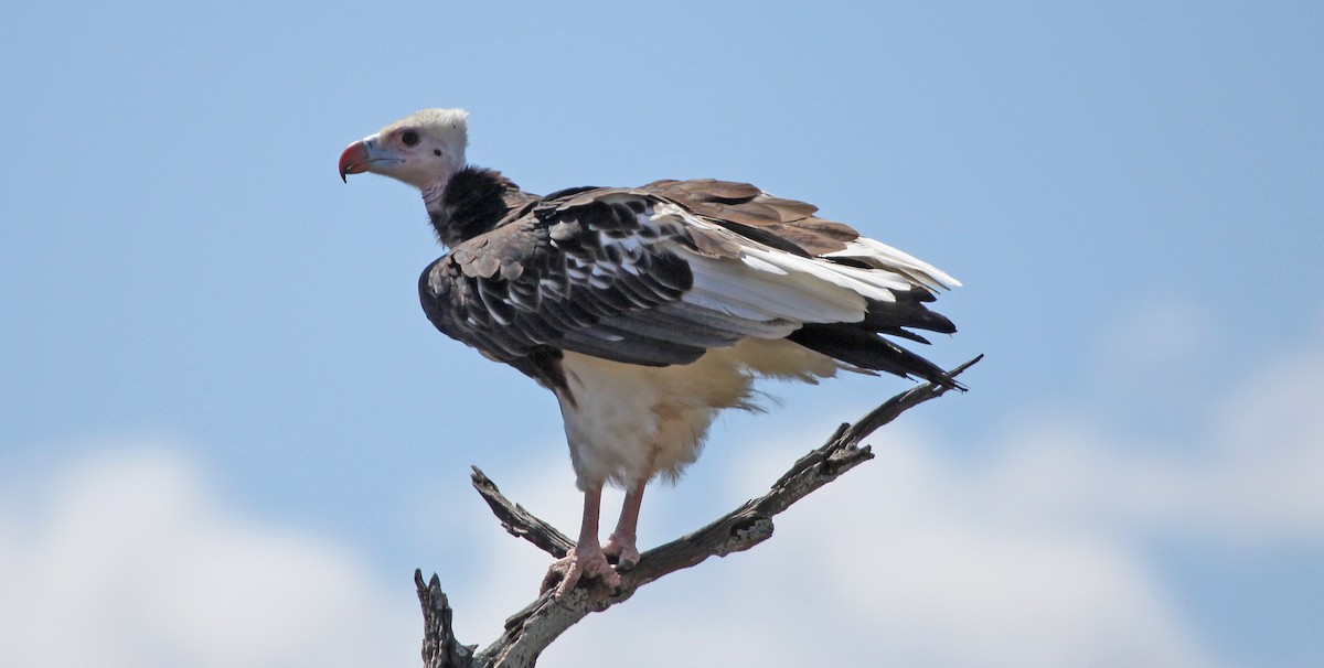 White-backed Vulture - ML306160121