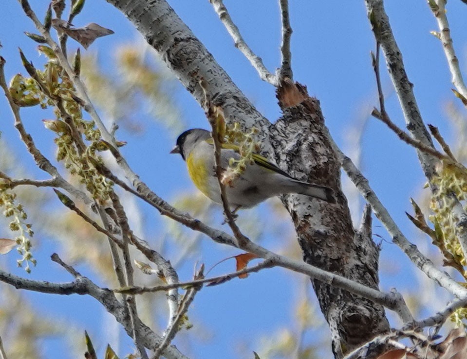 Lawrence's Goldfinch - ML306166671