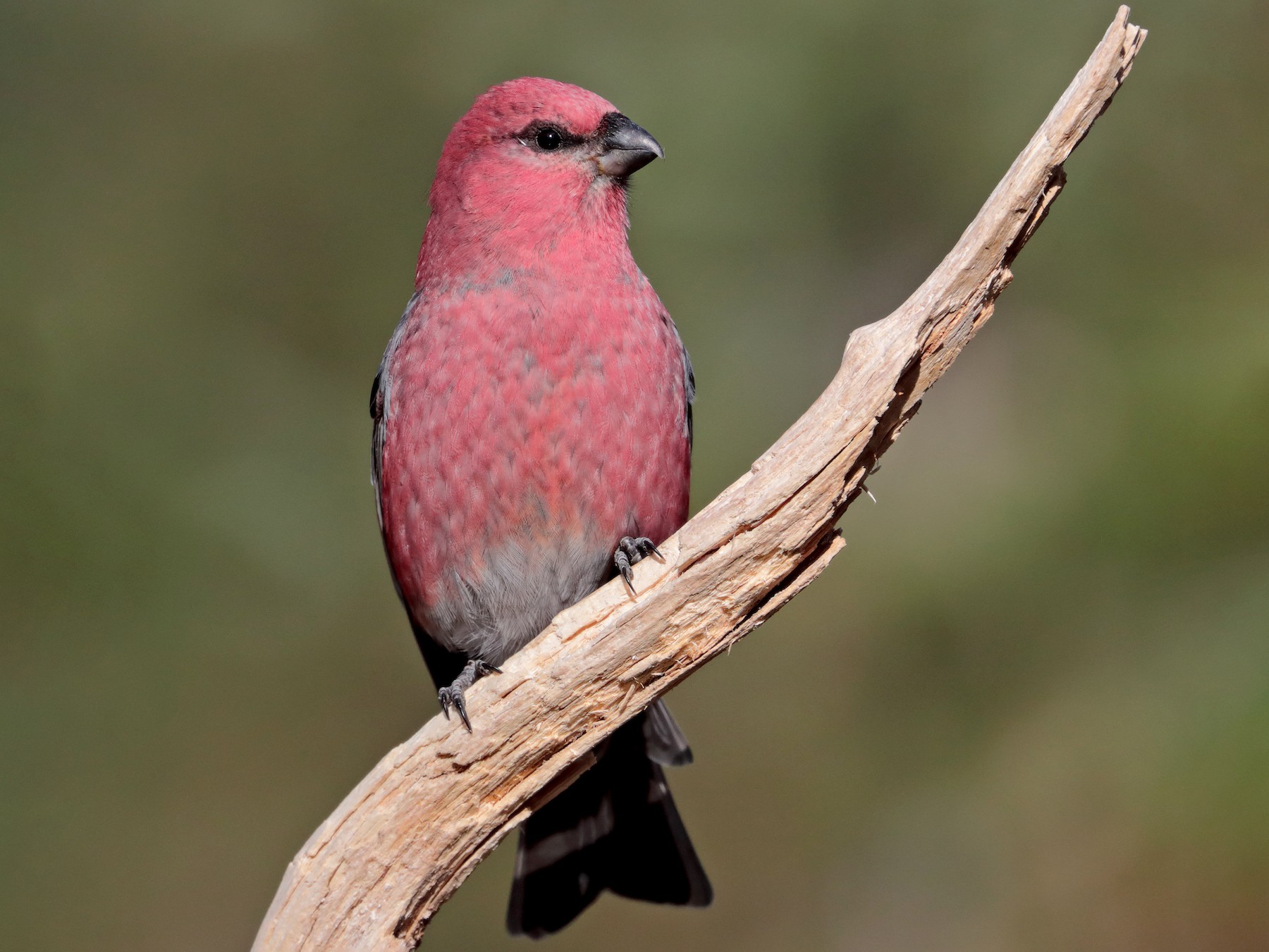 pine grosbeak