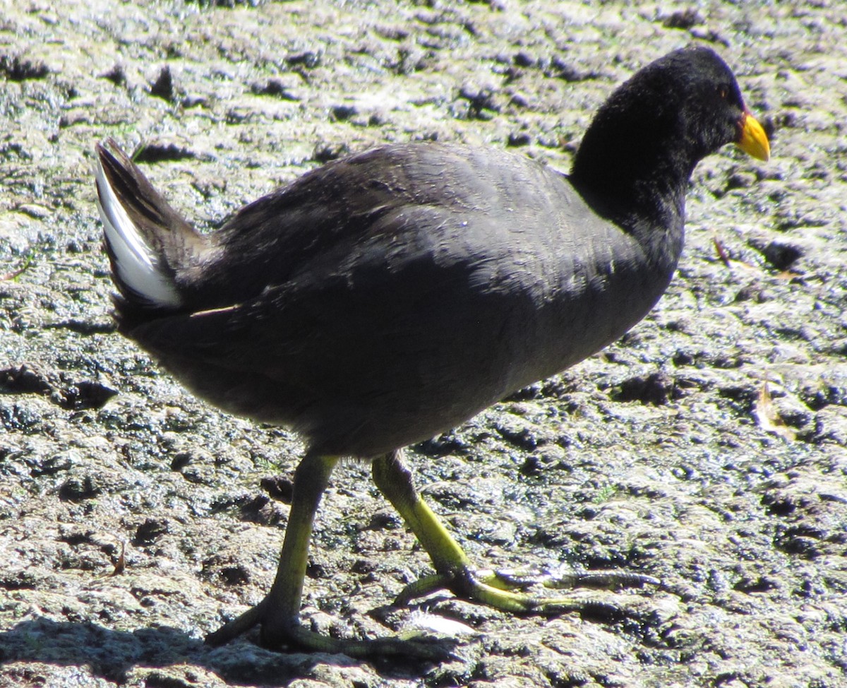 Red-fronted Coot - cynthia arenas