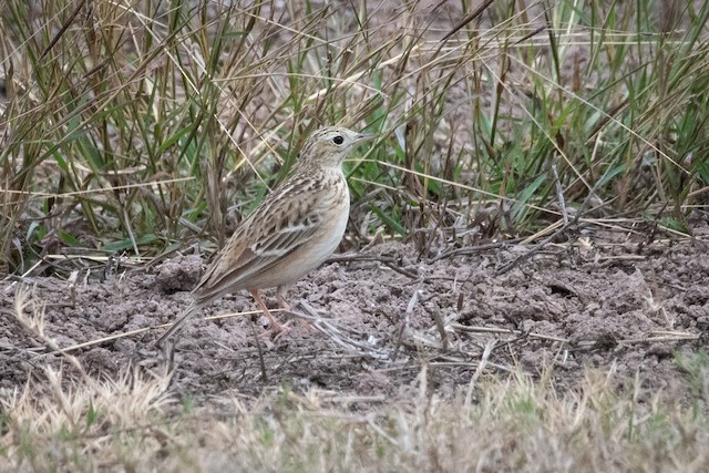 Sprague's Pipit