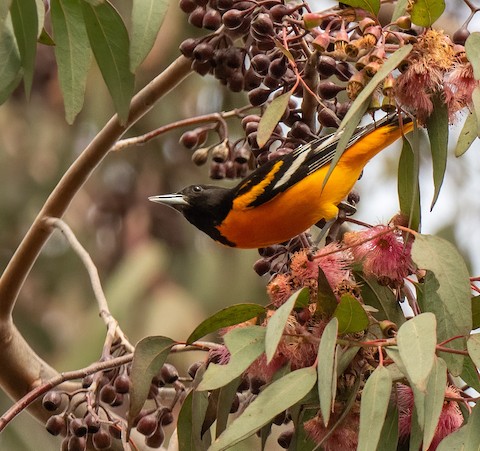 Baltimore Oriole - eBird