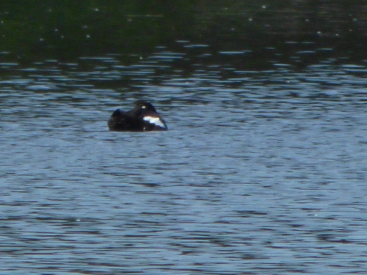 White-winged Scoter - Lyne Demers