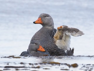  - Flightless Steamer-Duck