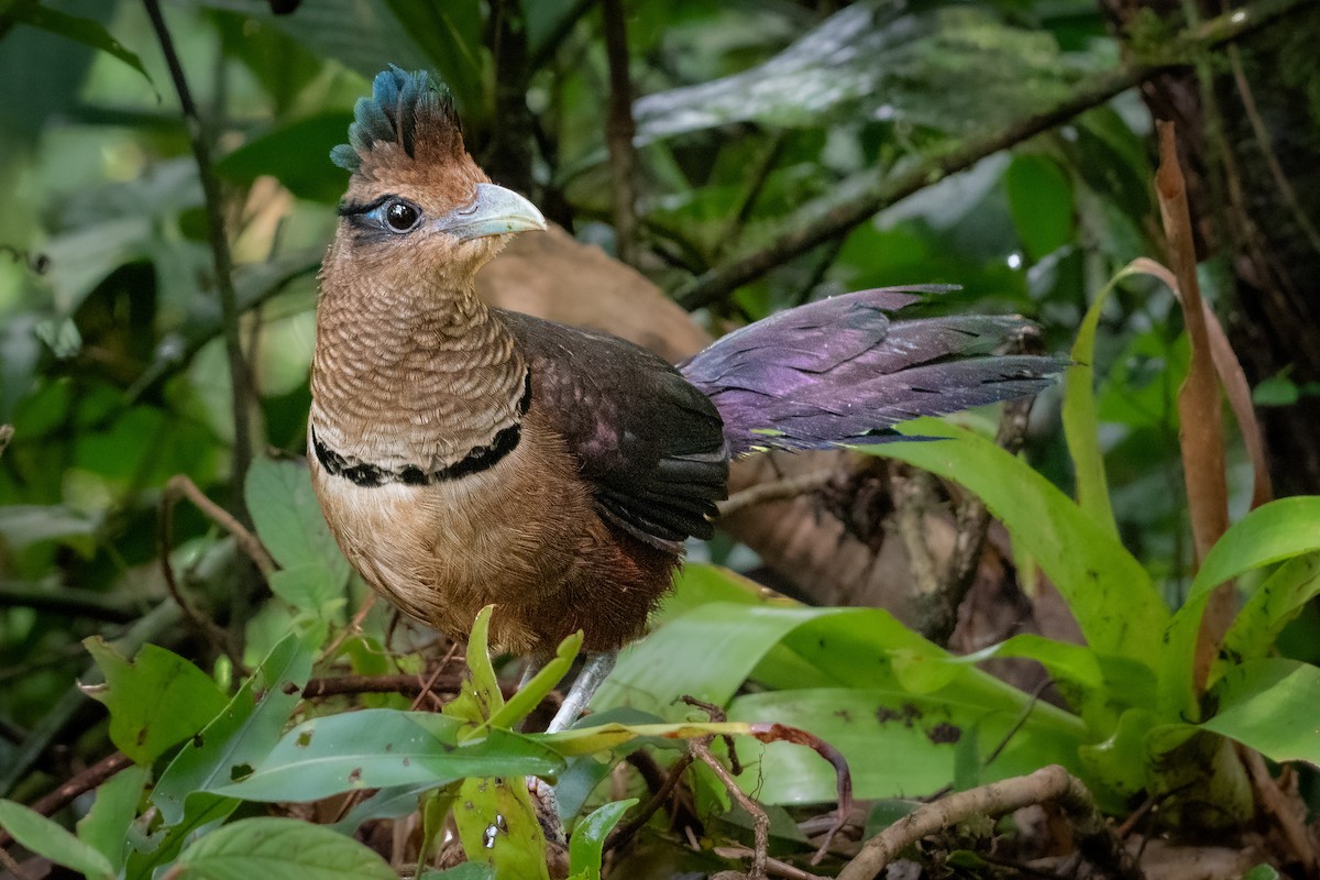 Rufous-vented Ground-Cuckoo - Alexander Montero