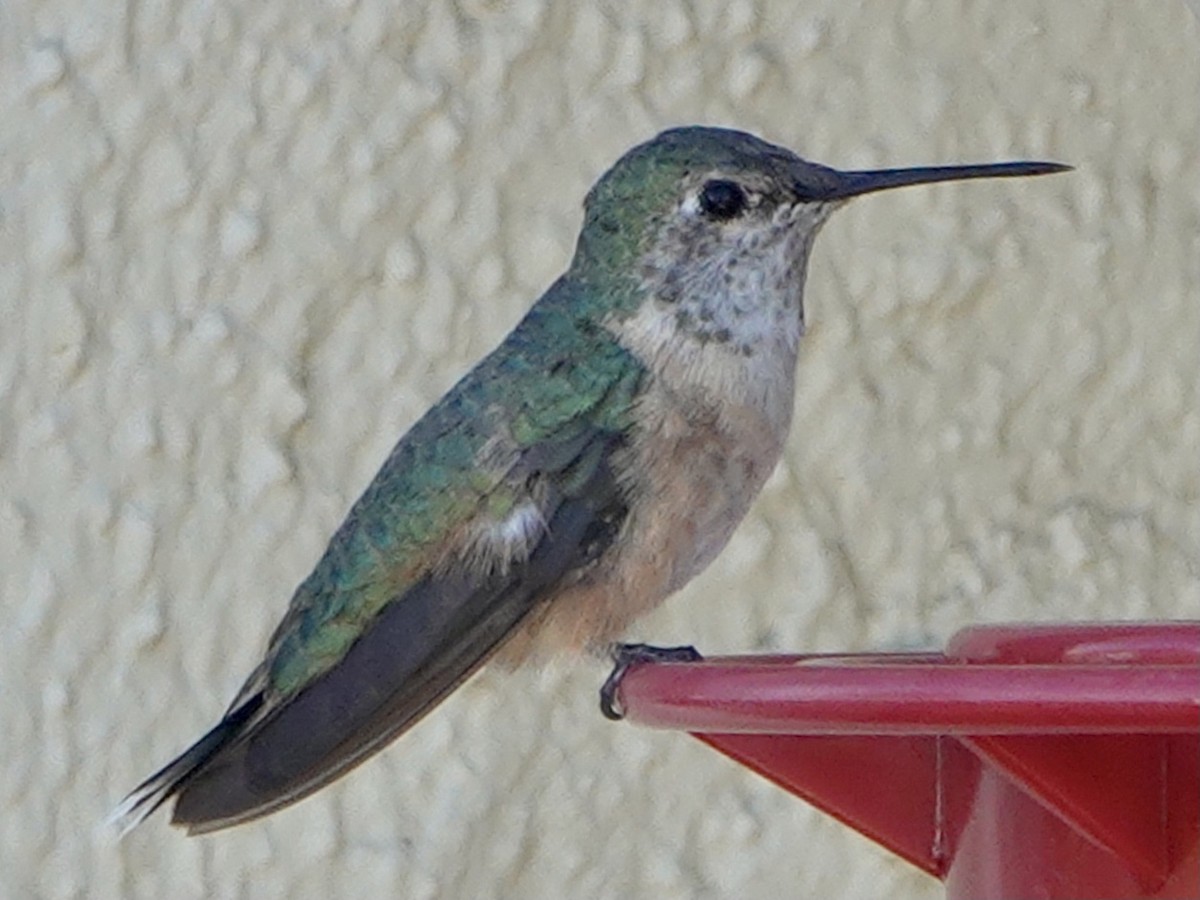 Broad-tailed Hummingbird - ML306184341