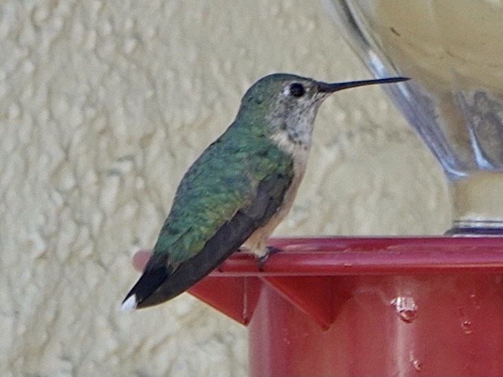 Broad-tailed Hummingbird - ML306185131