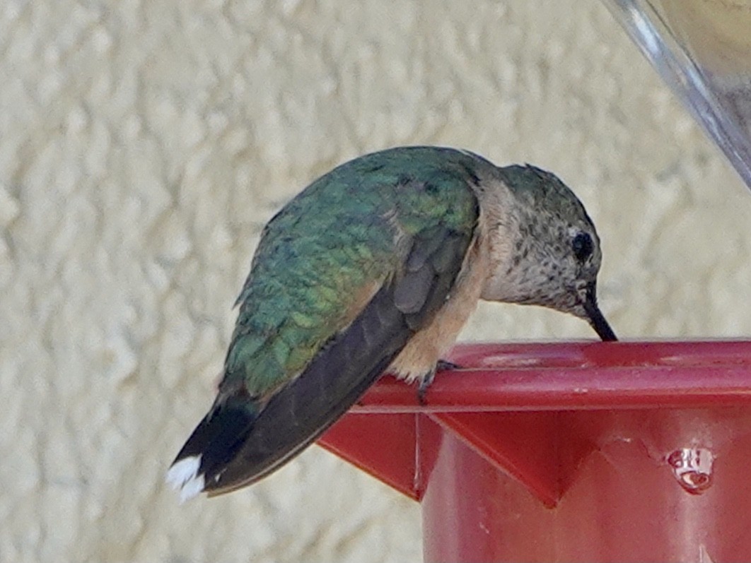 Broad-tailed Hummingbird - ML306185221