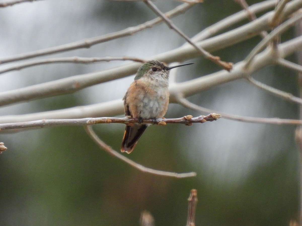 Broad-tailed Hummingbird - Charity Hagen