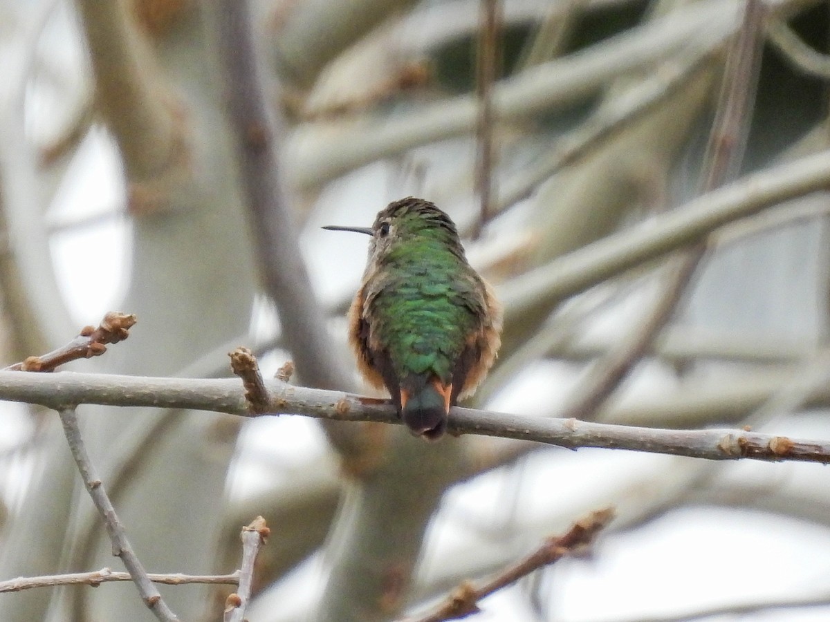 Broad-tailed Hummingbird - ML306185291